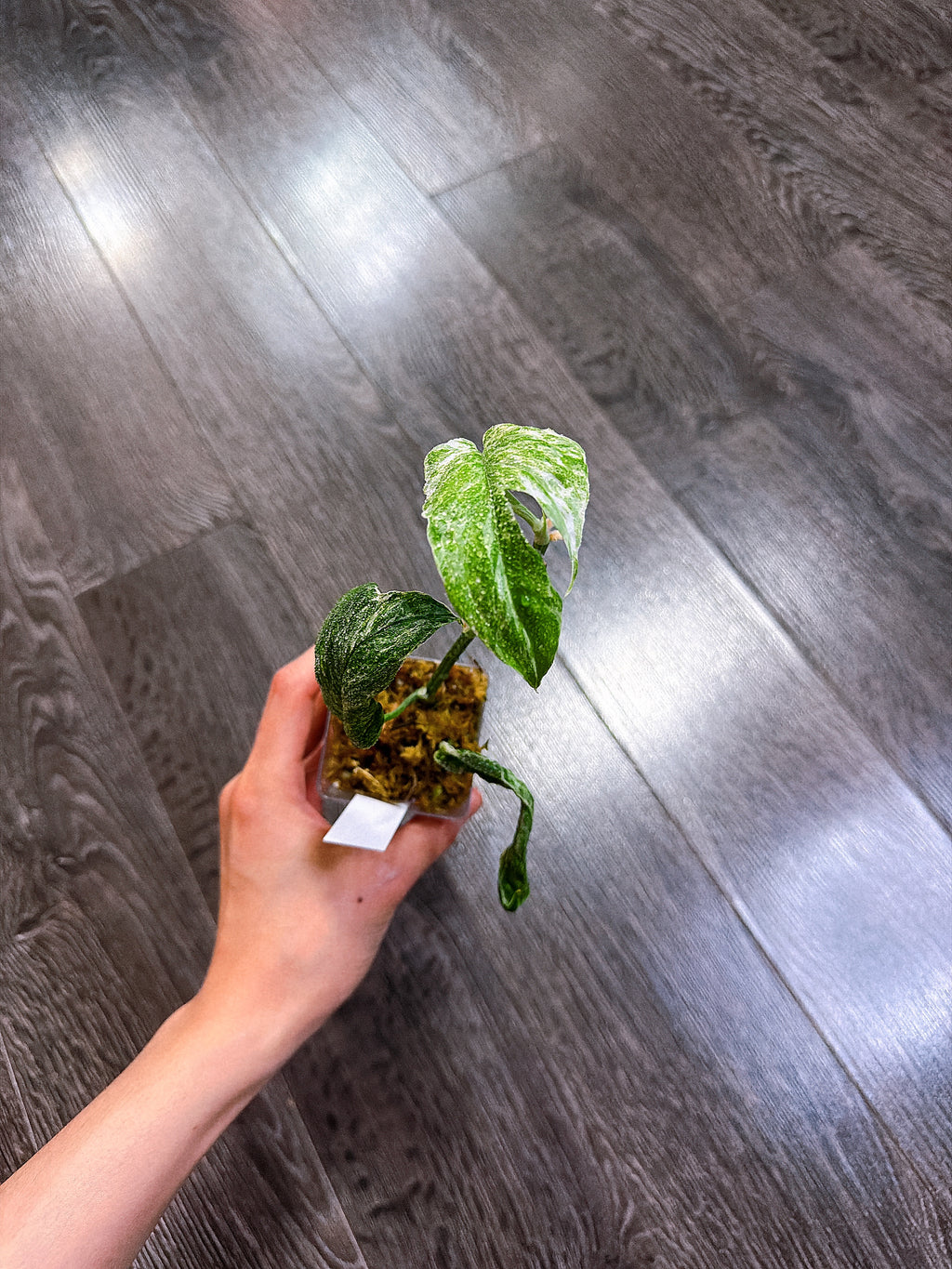 Amydrium Medium Variegated（Top Rooted Cutting）
