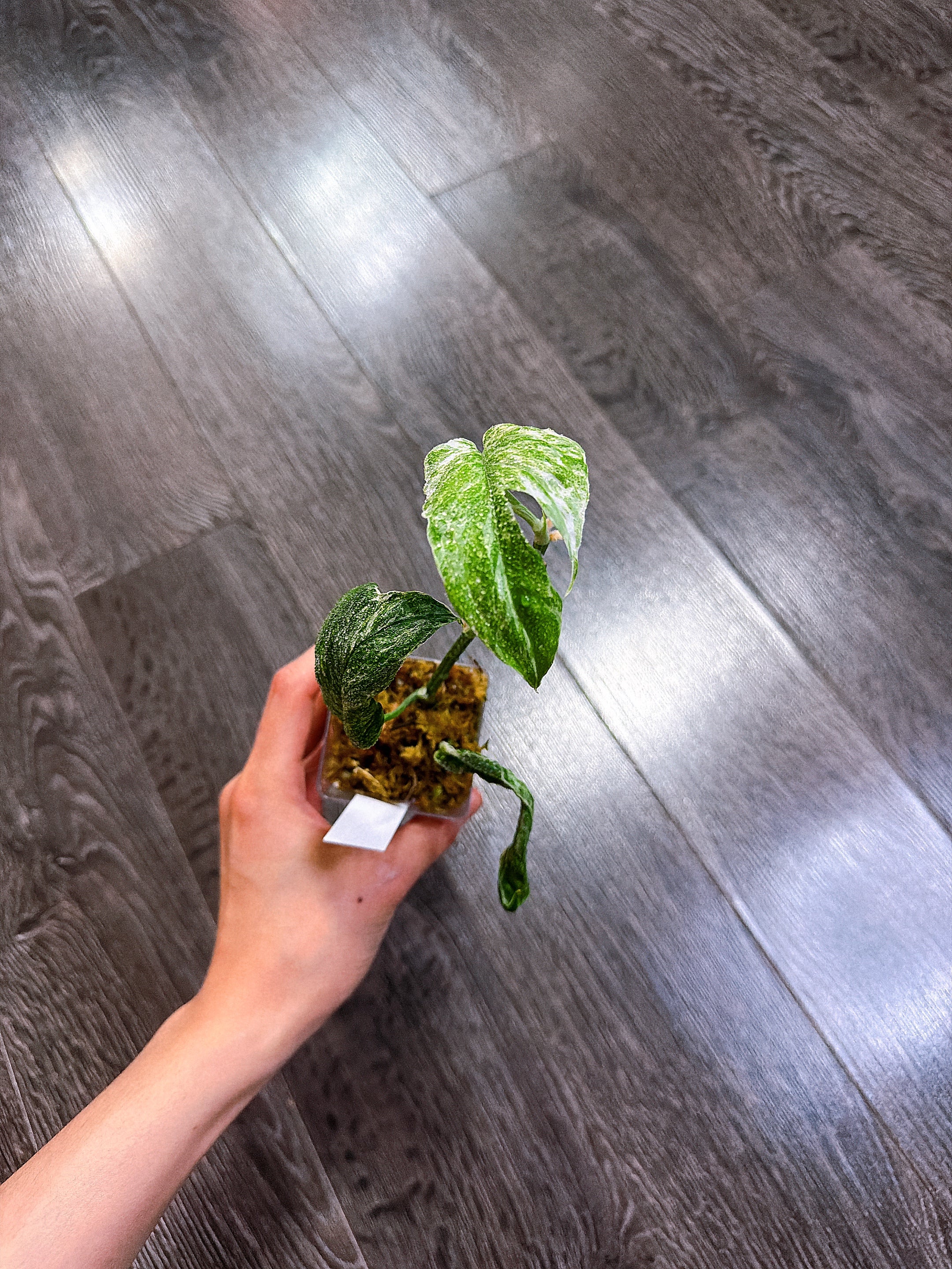 Amydrium Medium Variegated（Top Rooted Cutting）