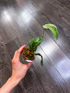 Amydrium Medium Variegated（Top Rooted Cutting）