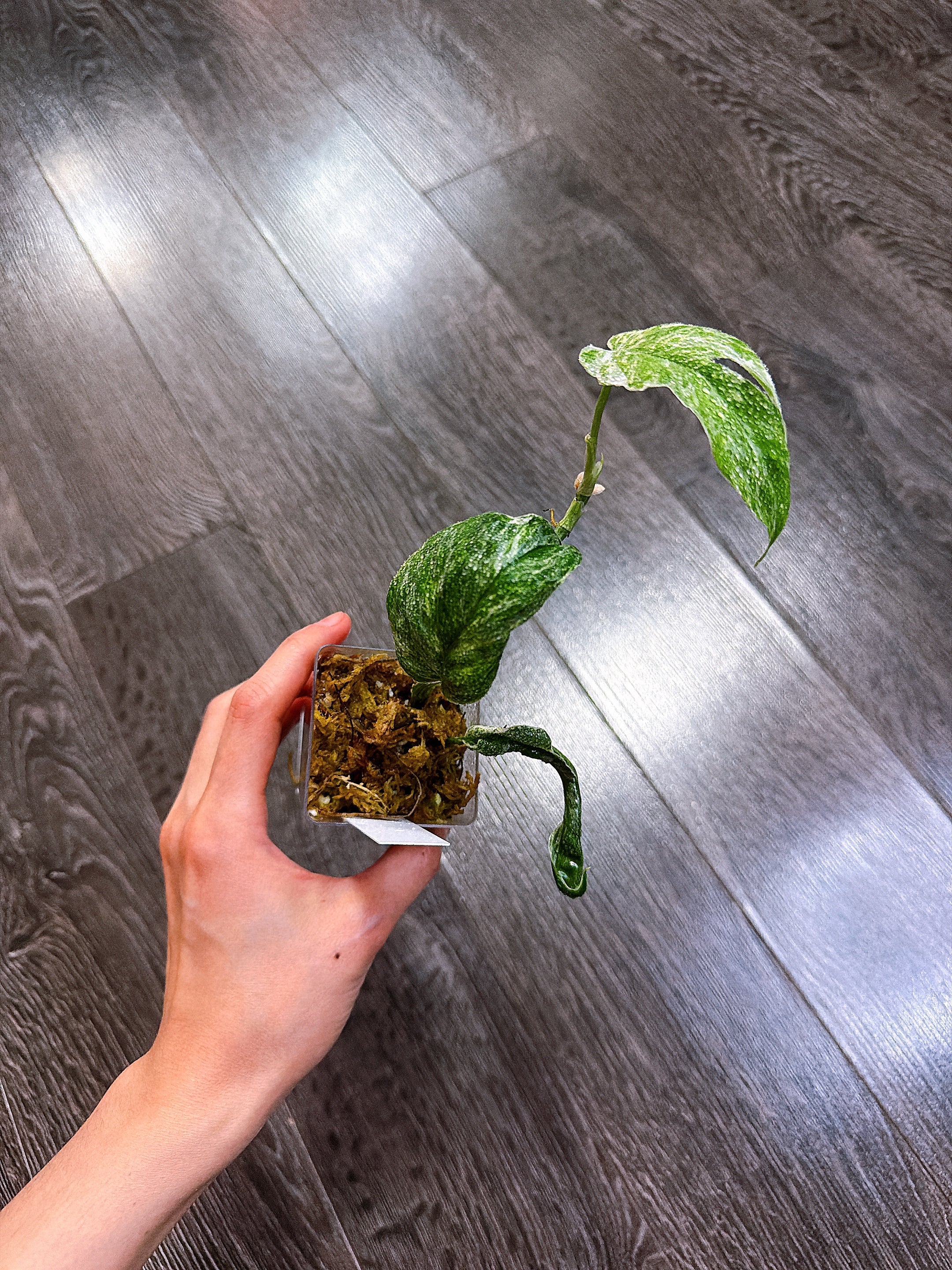 Amydrium Medium Variegated（Top Rooted Cutting）