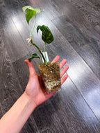 Amydrium Medium Variegated（Top Rooted Cutting）