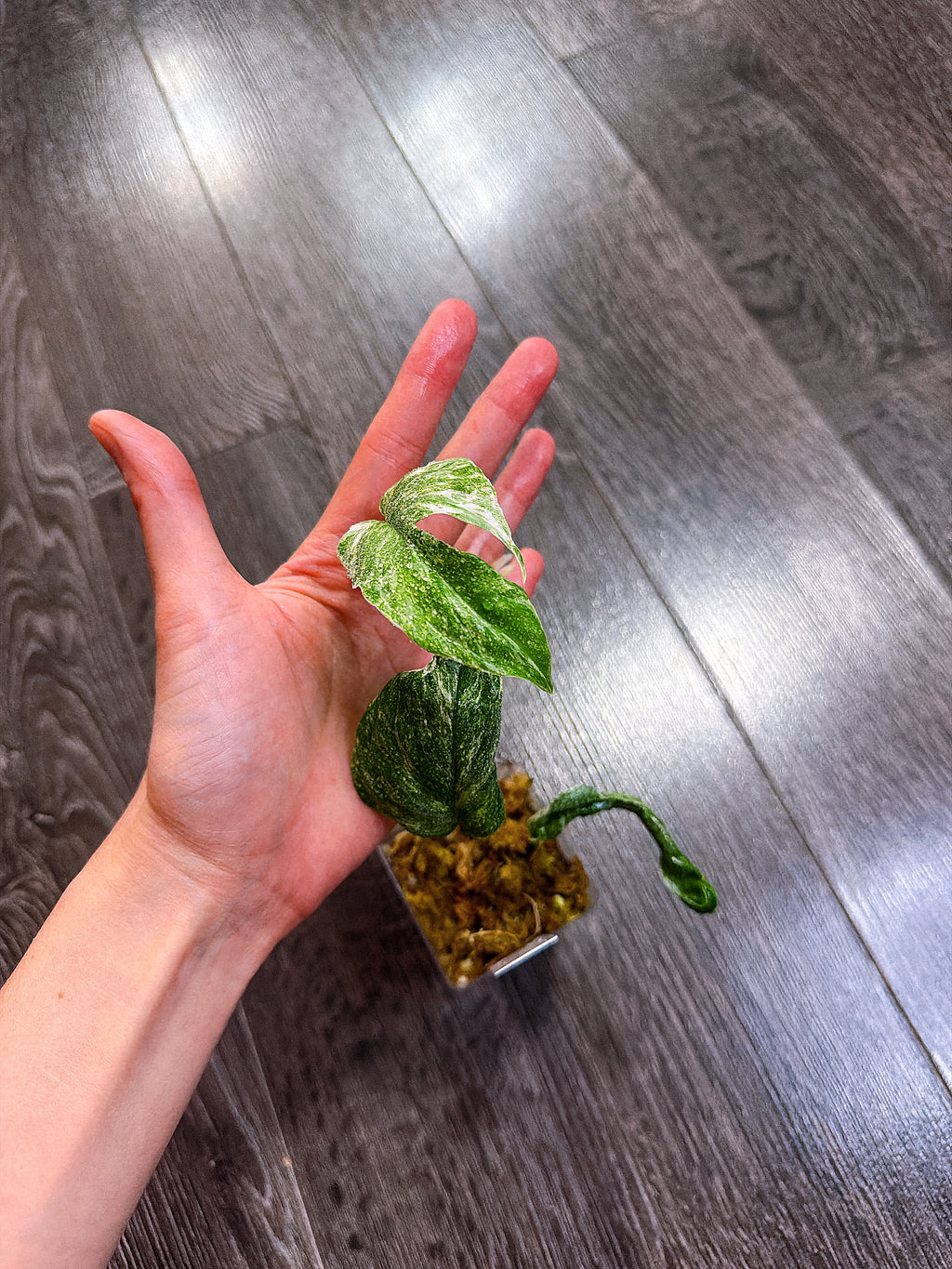 Amydrium Medium Variegated（Top Rooted Cutting）