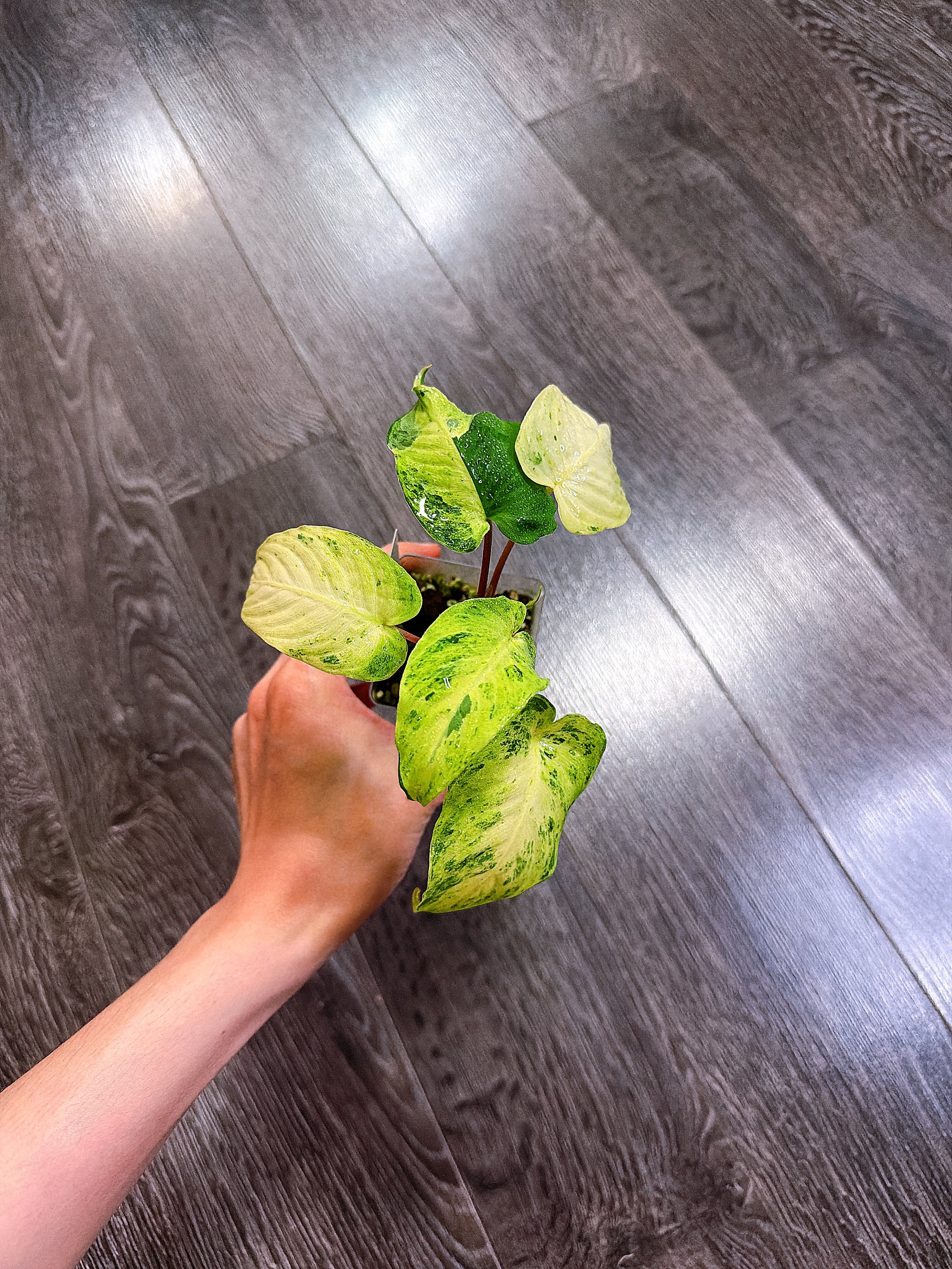 Homalomena Red Stem Variegated - A