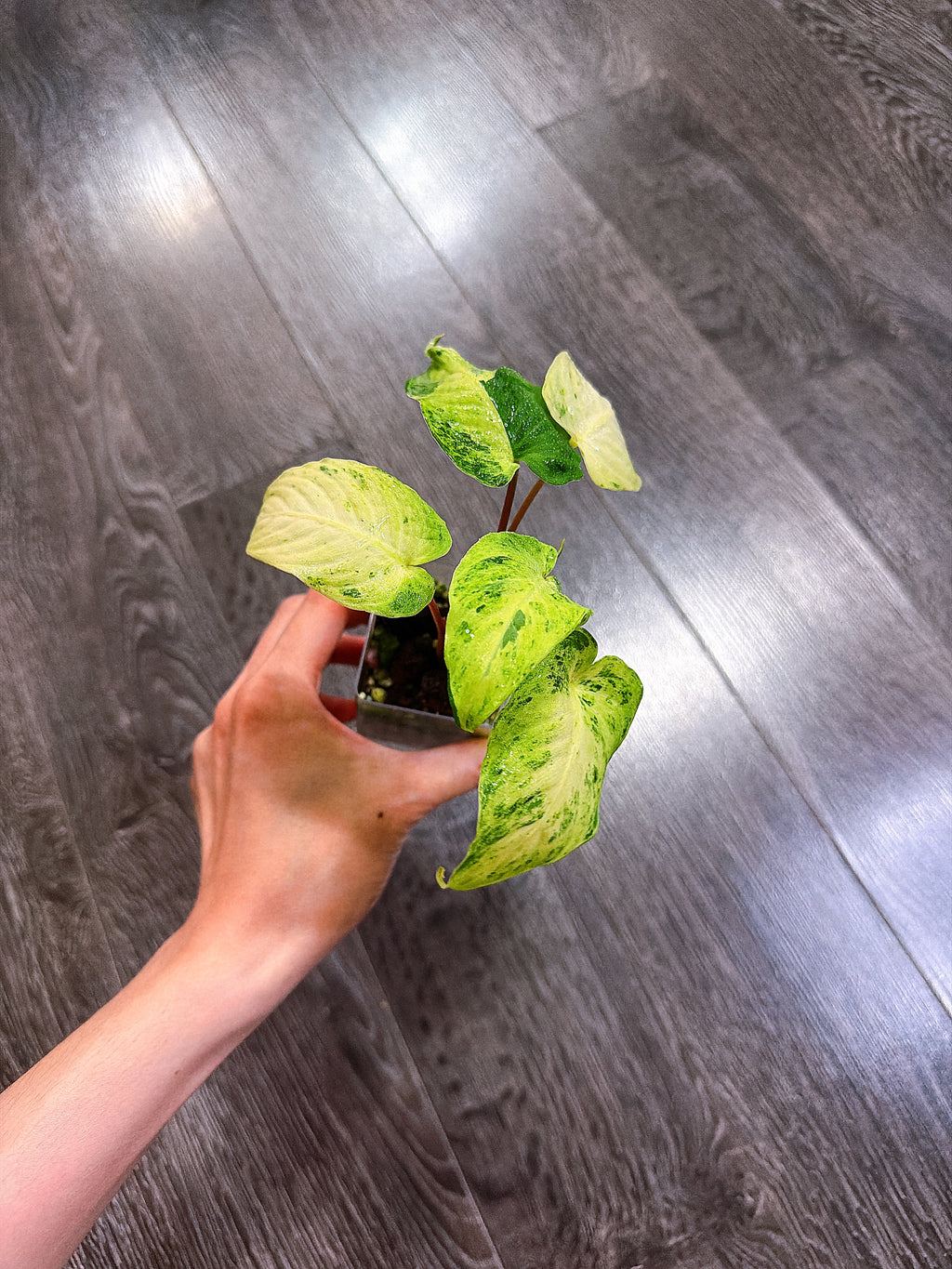 Homalomena Red Stem Variegated - A