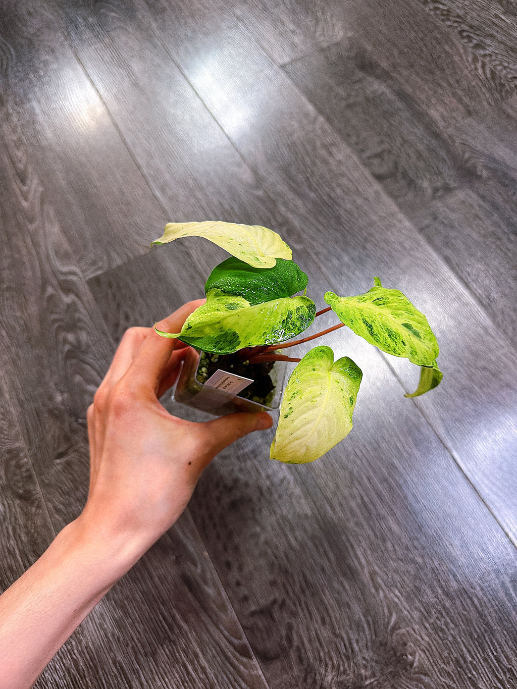 Homalomena Red Stem Variegated - A