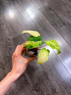 Homalomena Red Stem Variegated - A
