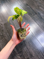 Homalomena Red Stem Variegated - A