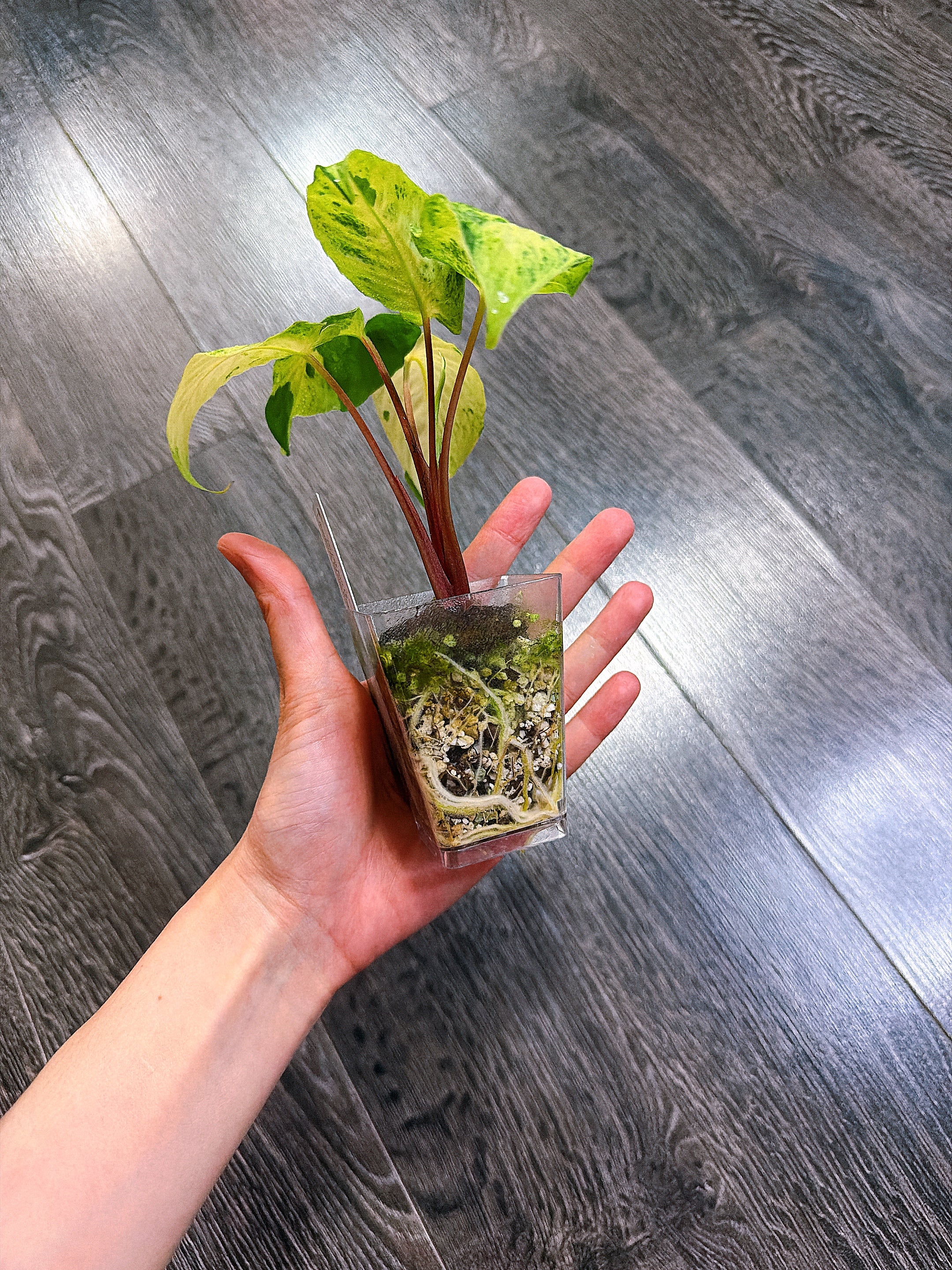 Homalomena Red Stem Variegated - A