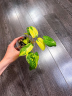 Philodendron Burle Marx Variegated（2 - 3 Active Growth Points）