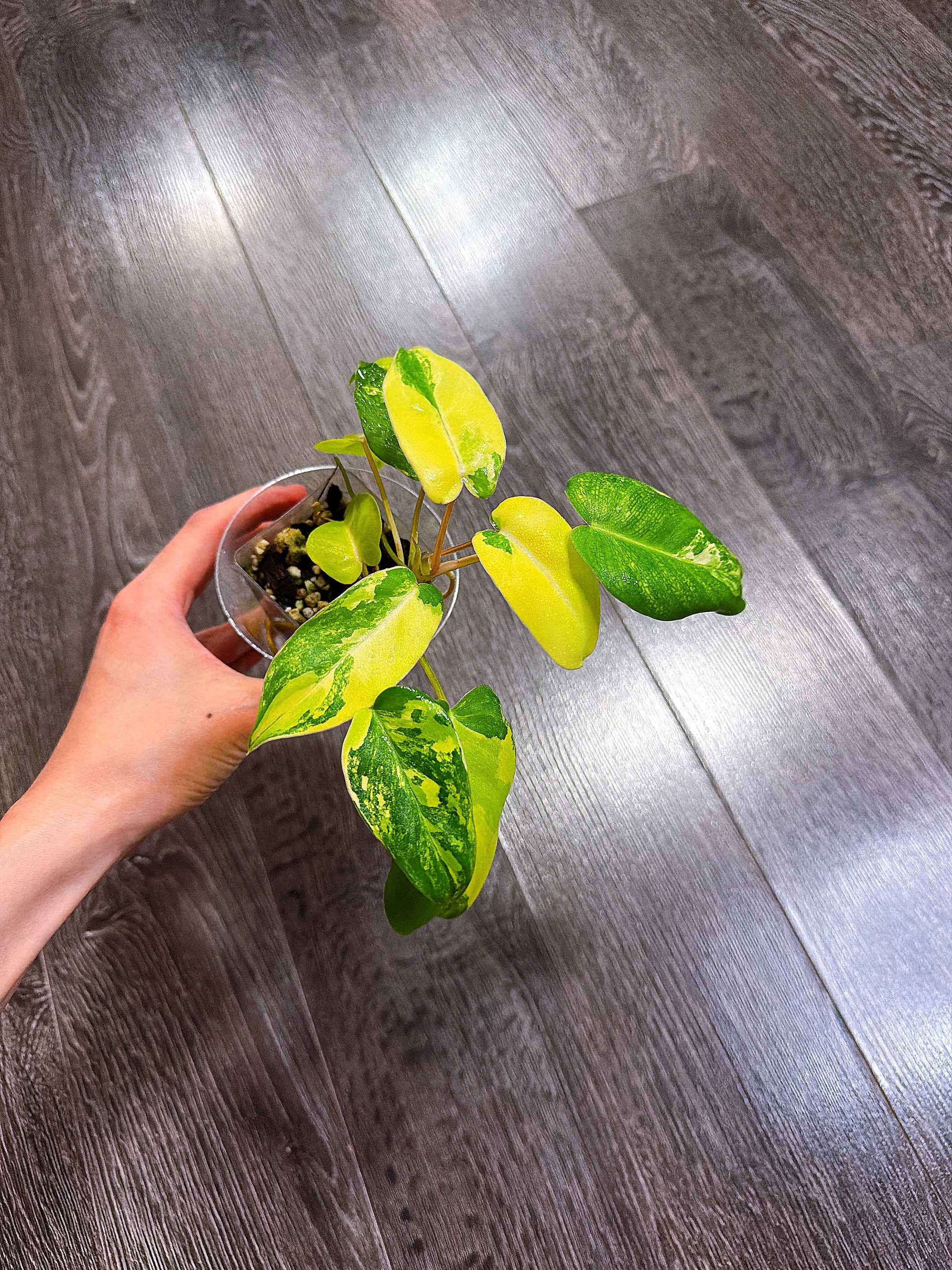 Philodendron Burle Marx Variegated（2 - 3 Active Growth Points）
