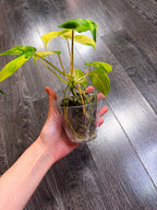 Philodendron Burle Marx Variegated（2 - 3 Active Growth Points）