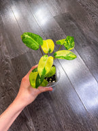 Philodendron Burle Marx Variegated（2 - 3 Active Growth Points）