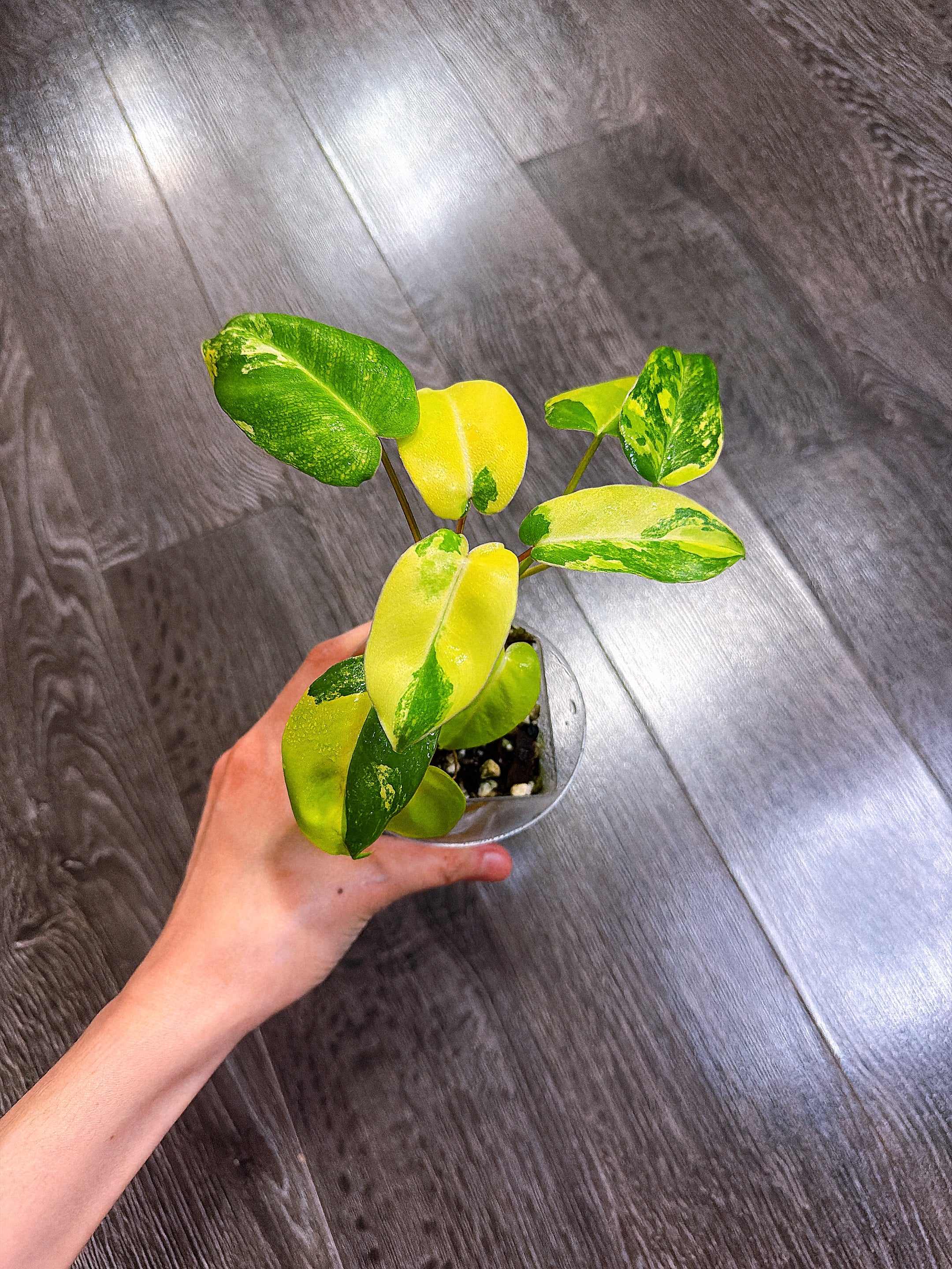 Philodendron Burle Marx Variegated（2 - 3 Active Growth Points）