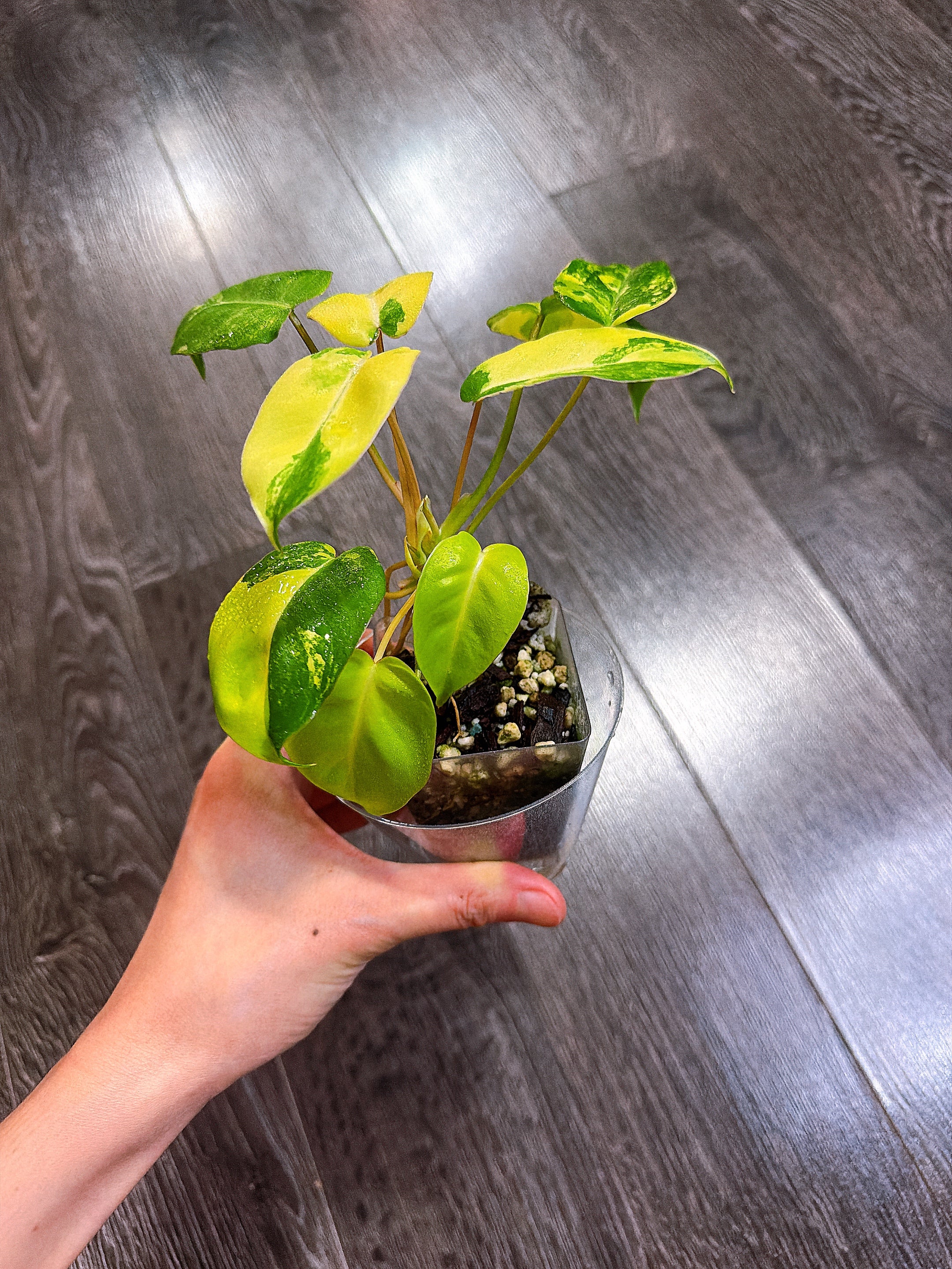 Philodendron Burle Marx Variegated（2 - 3 Active Growth Points）