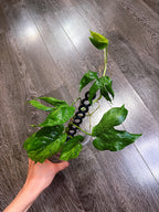 Amydrium Medium Mint Variegated - C