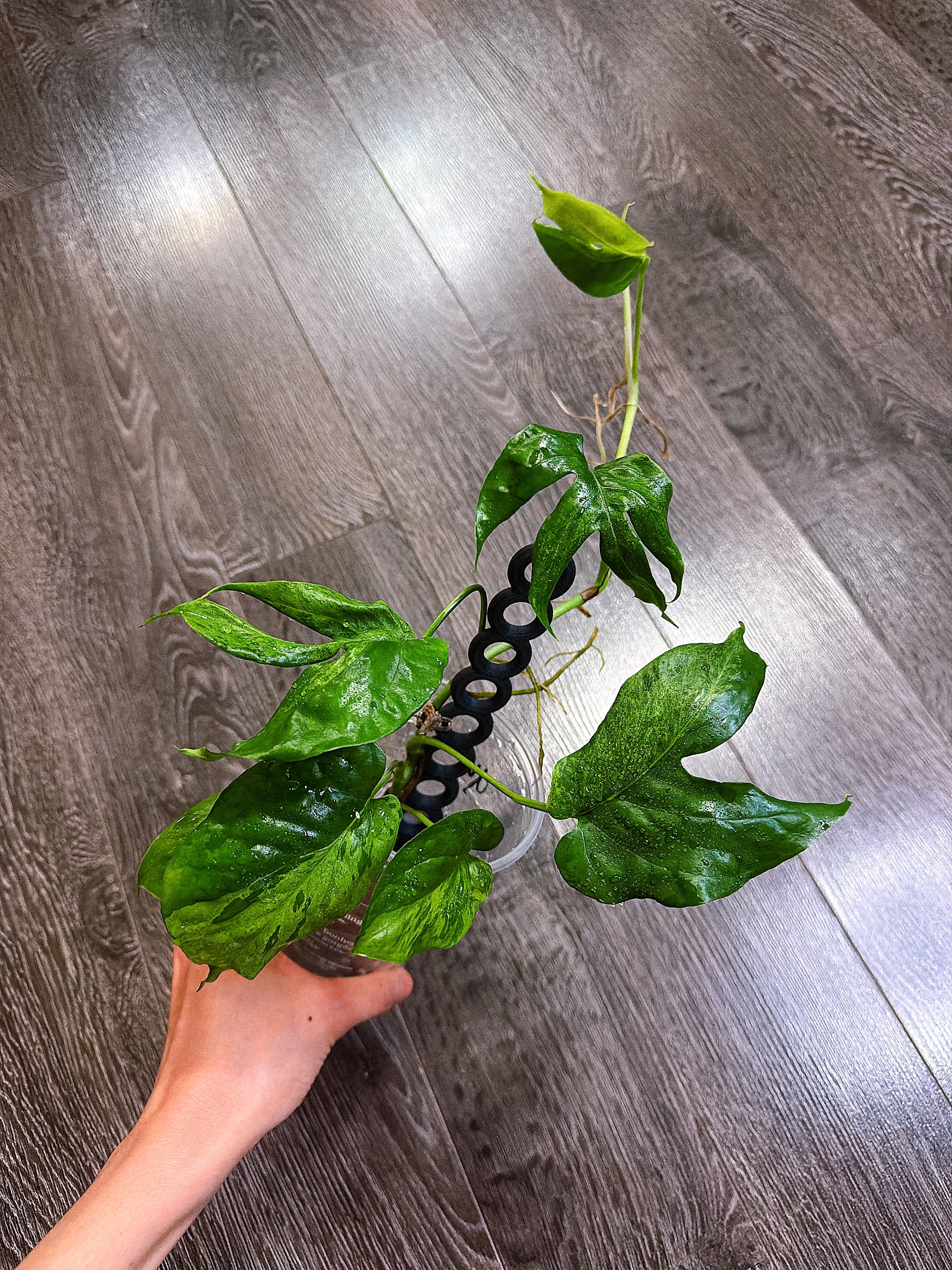 Amydrium Medium Mint Variegated - C