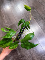 Amydrium Medium Mint Variegated - C