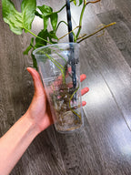 Amydrium Medium Mint Variegated - C