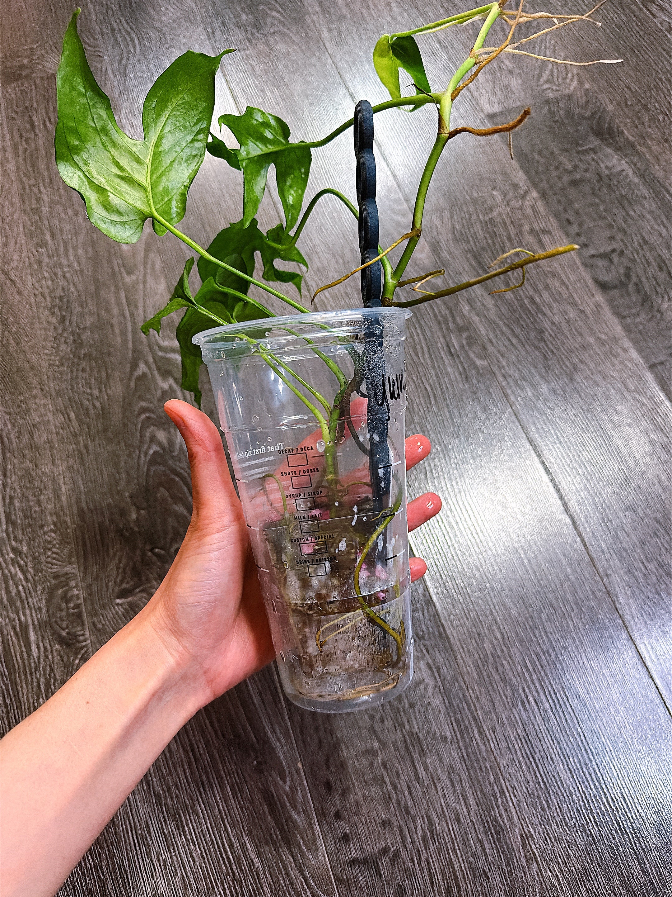 Amydrium Medium Mint Variegated - C