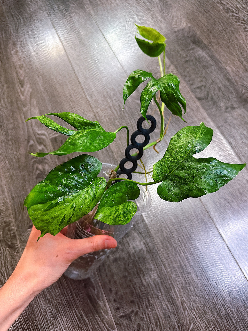 Amydrium Medium Mint Variegated - C