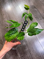 Amydrium Medium Mint Variegated - C