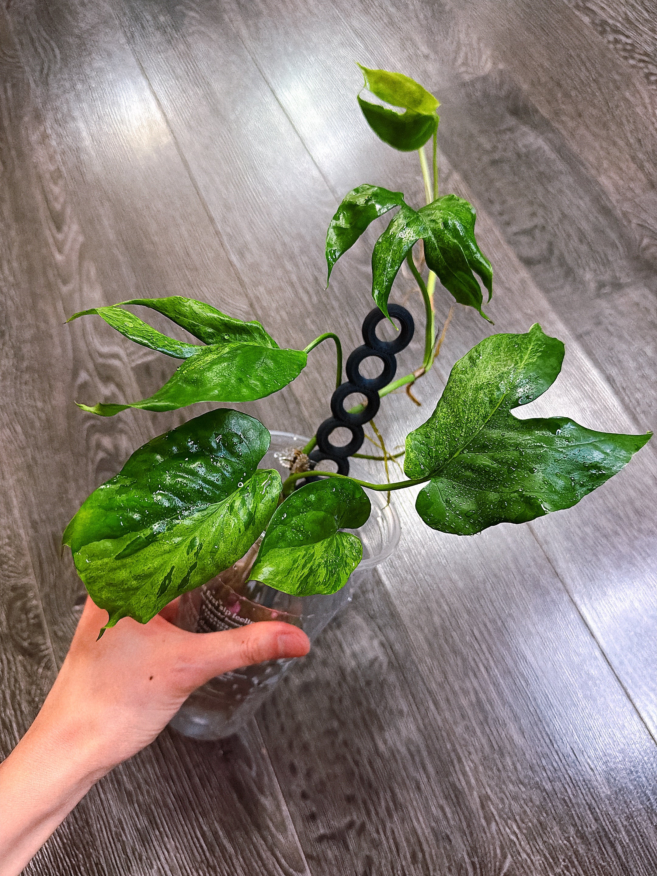 Amydrium Medium Mint Variegated - C