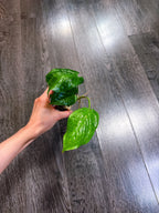 Amydrium Medium Mint Variegated - A