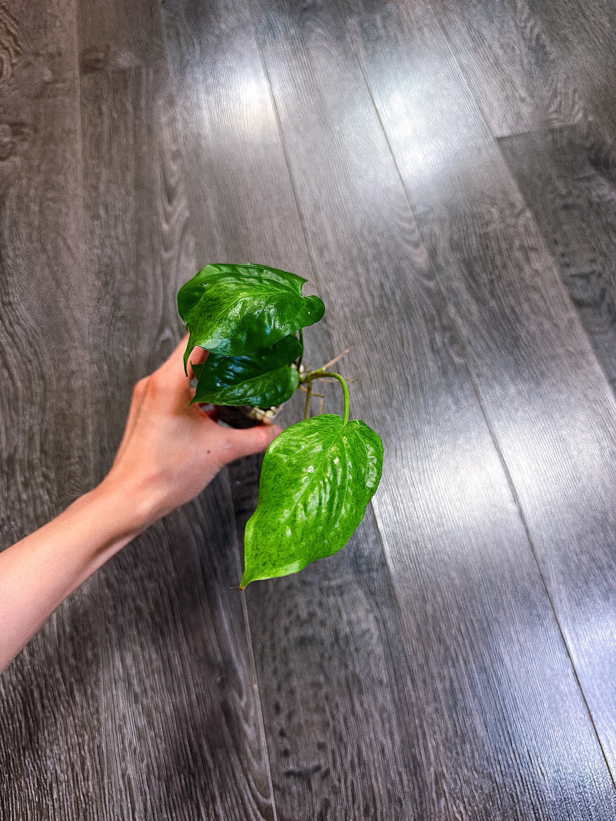 Amydrium Medium Mint Variegated - A