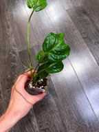 Amydrium Medium Mint Variegated - A