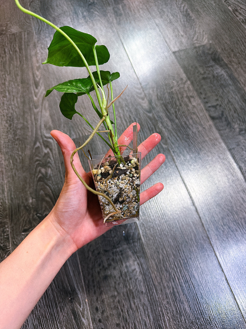 Amydrium Medium Mint Variegated - A