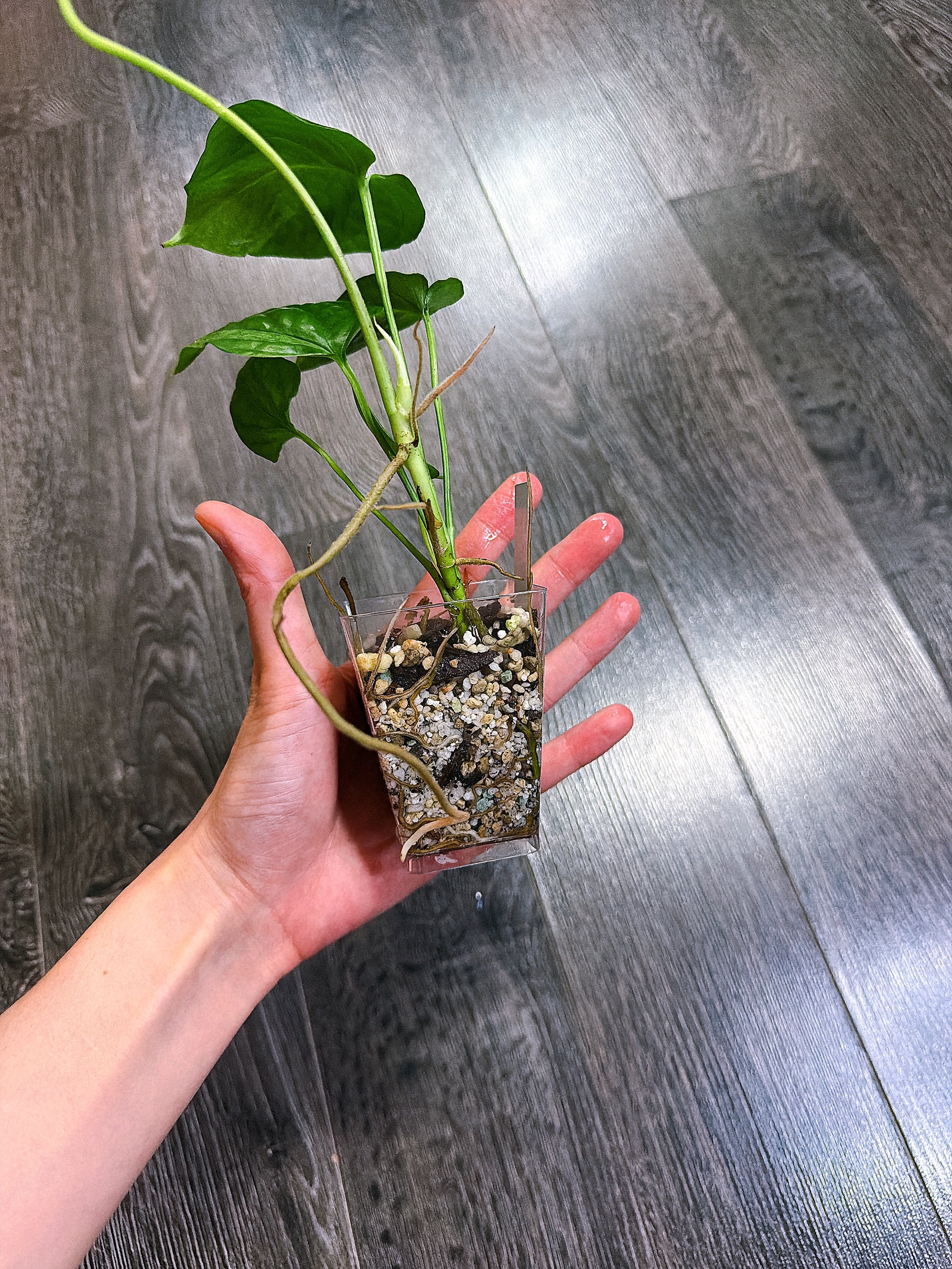 Amydrium Medium Mint Variegated - A