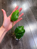 Amydrium Medium Mint Variegated - A