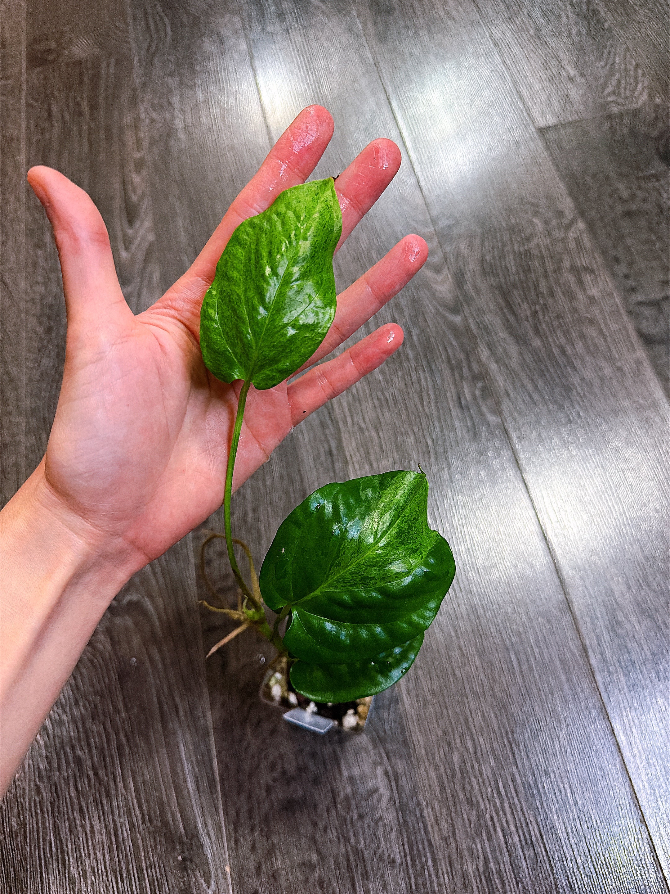 Amydrium Medium Mint Variegated - A