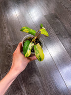 Philodendron Florida Beauty x Paraiso Verde Hybrid Variegated