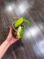 Philodendron Florida Beauty x Paraiso Verde Hybrid Variegated