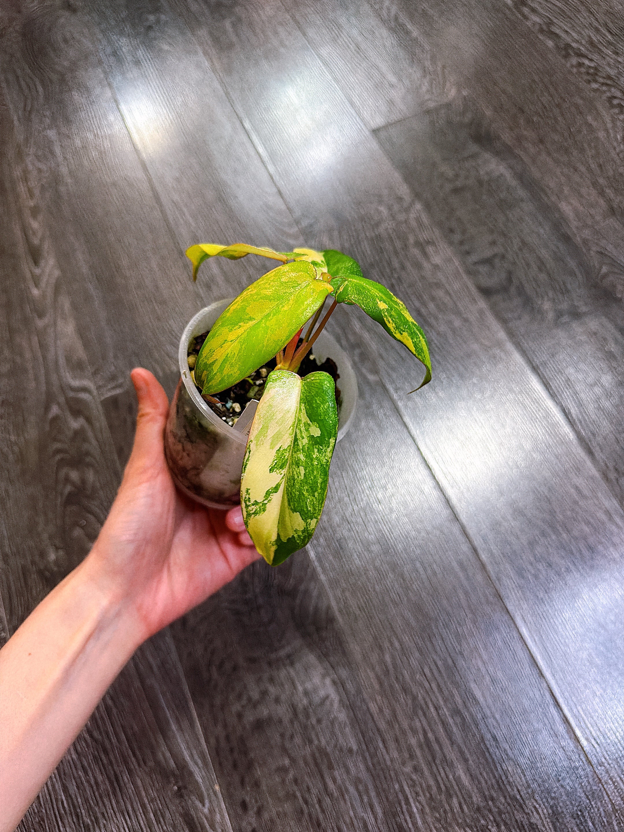 Philodendron Florida Beauty x Paraiso Verde Hybrid Variegated