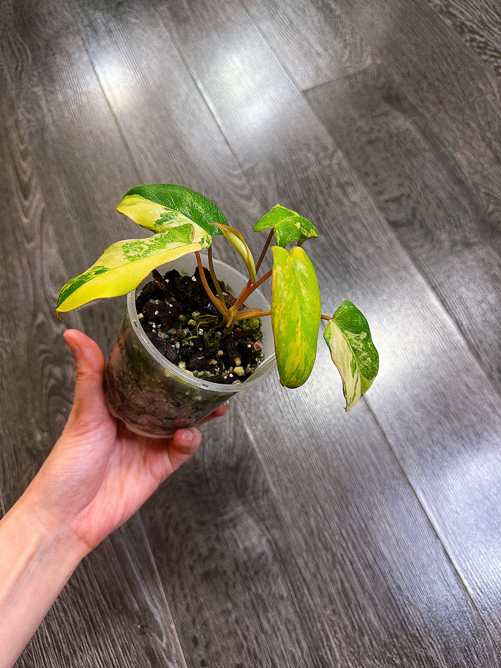 Philodendron Florida Beauty x Paraiso Verde Hybrid Variegated