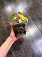 Philodendron Florida Beauty x Paraiso Verde Hybrid Variegated