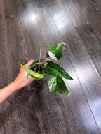 Epipremnum Pinnatum Albo Variegated