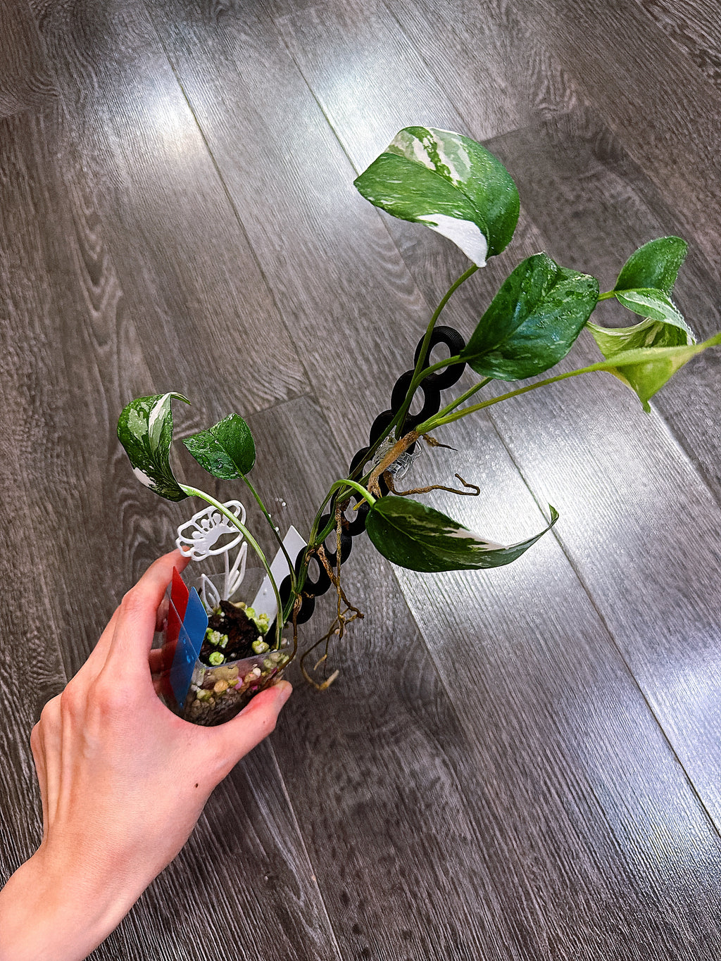 Epipremnum Pinnatum Albo Variegated