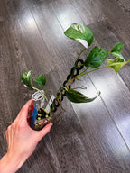 Epipremnum Pinnatum Albo Variegated