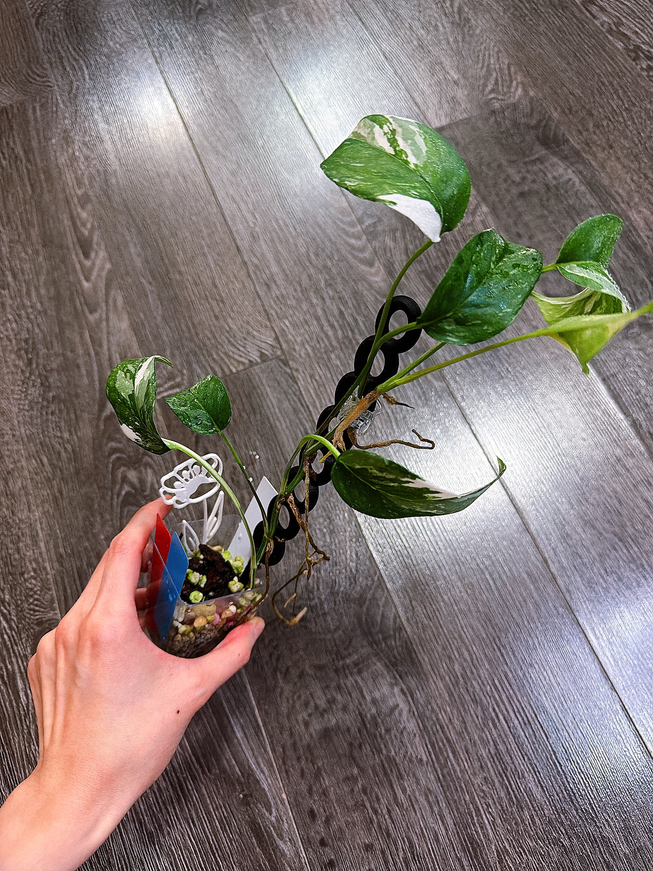 Epipremnum Pinnatum Albo Variegated