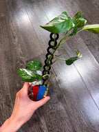 Epipremnum Pinnatum Albo Variegated