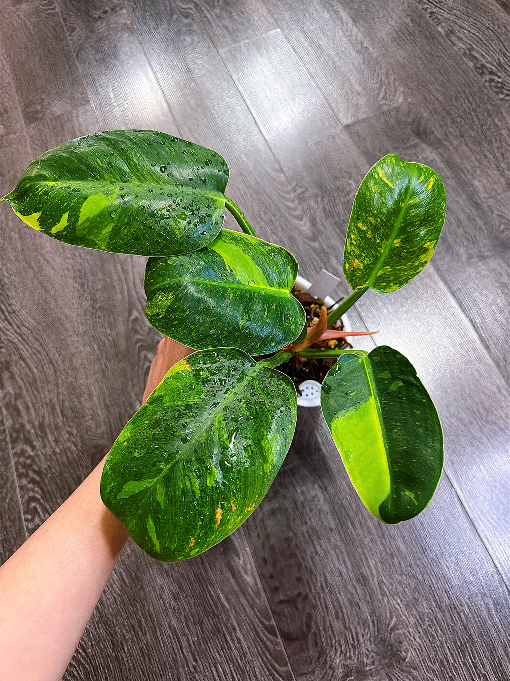 Philodendron Green Congo Hybrid - Local Pickup and Delivery Only