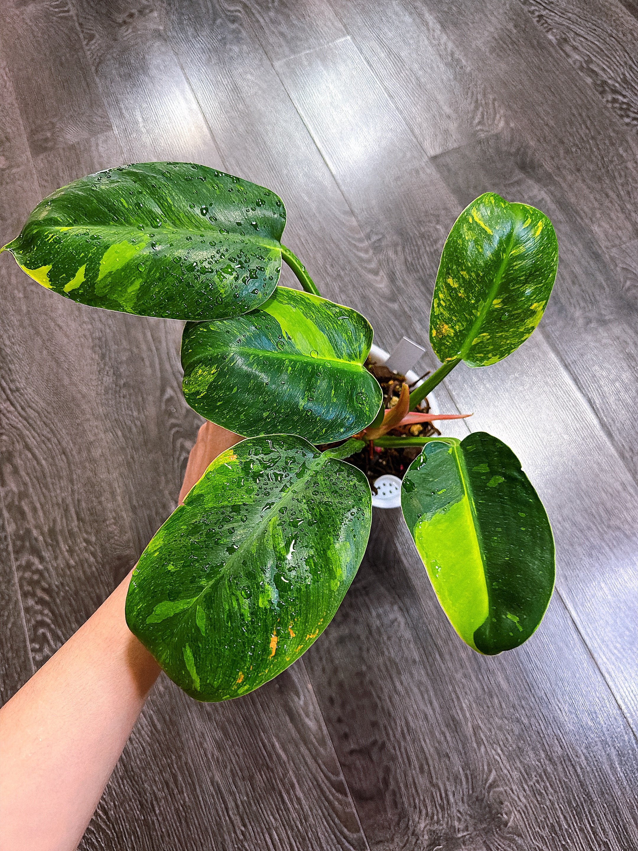 Philodendron Green Congo Hybrid - Local Pickup and Delivery Only
