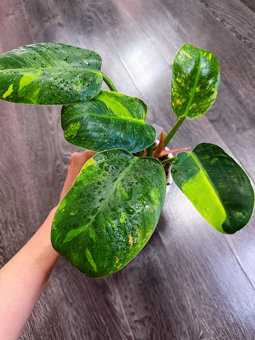 Philodendron Green Congo Hybrid - Local Pickup and Delivery Only
