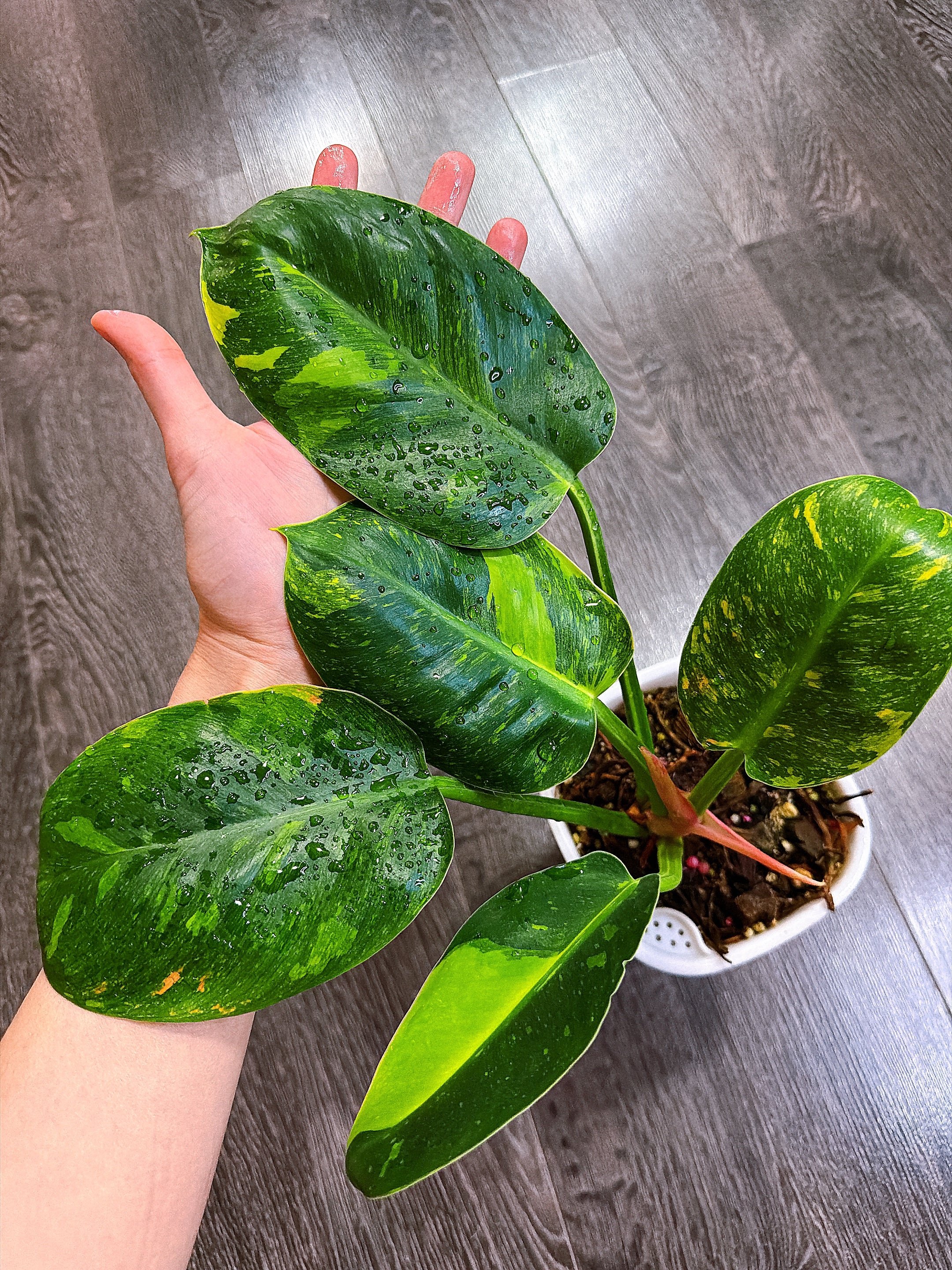 Philodendron Green Congo Hybrid - Local Pickup and Delivery Only