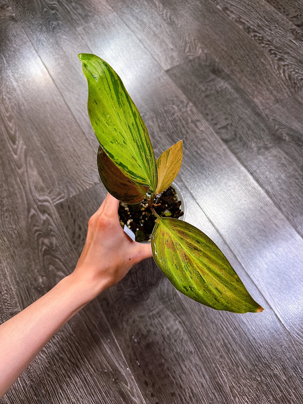 Kaempferia Orange Variegated