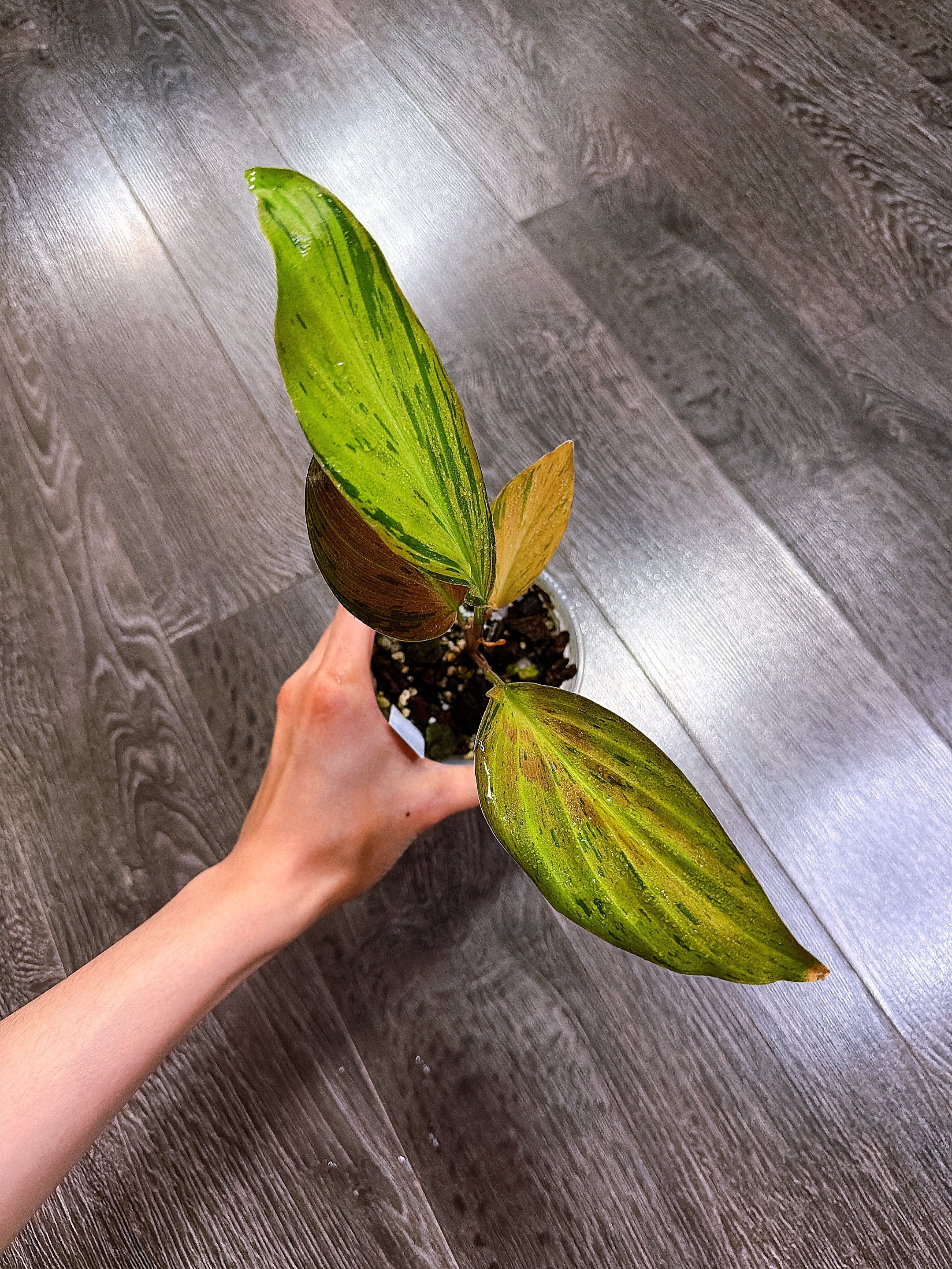 Kaempferia Orange Variegated