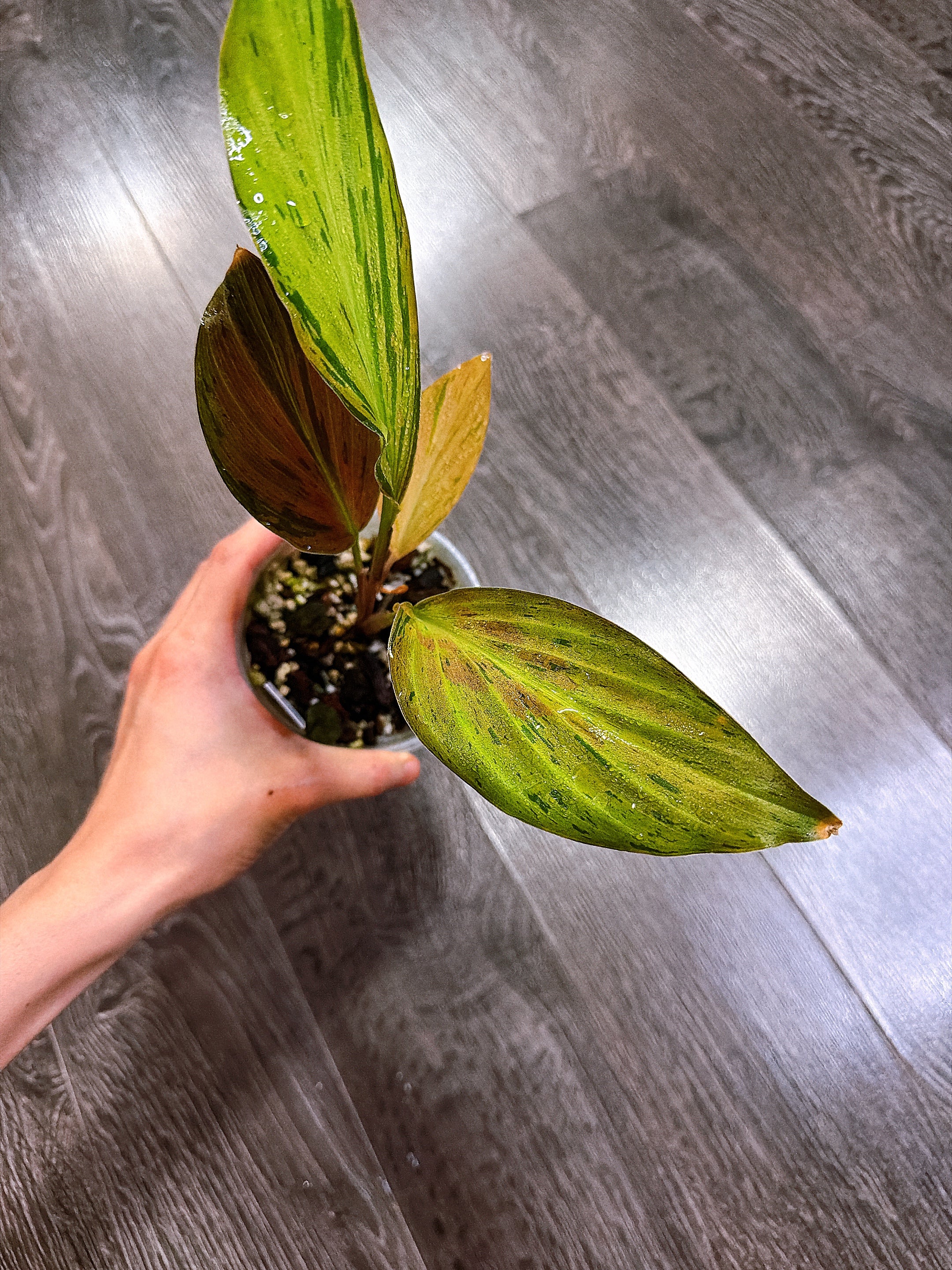 Kaempferia Orange Variegated